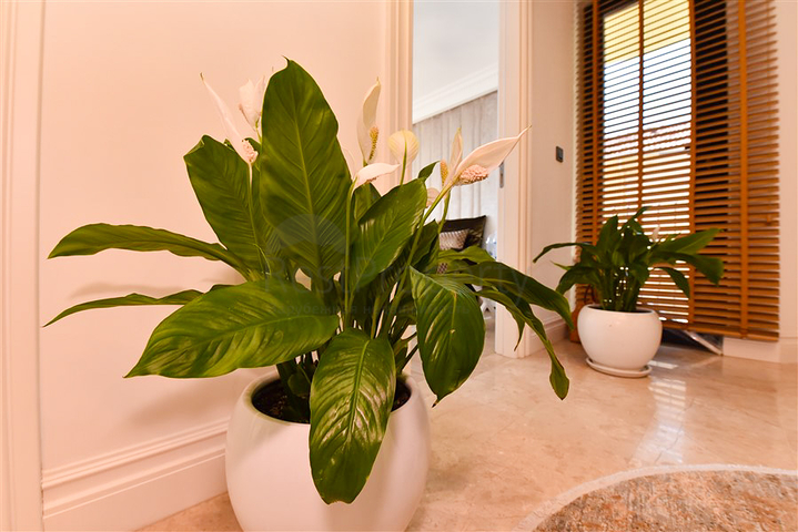 مصمم تجديد فيلا 5+1