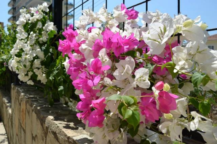 شقة مفروشة في مجمع جيد في محمودلار للإيجار