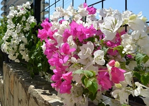 شقة مفروشة في مجمع جيد في محمودلار للإيجار