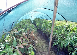 فيلا 6+1 مع بستان خاص