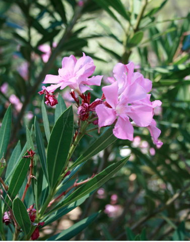 فلل ضمن مشروع فاخر في مدينة كيمير