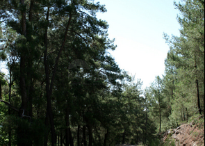 فلل ضمن مشروع فاخر في مدينة كيمير