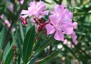 فلل ضمن مشروع فاخر في مدينة كيمير