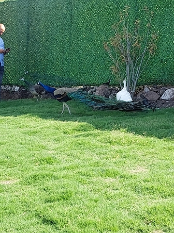 فيلات وبنتهاوس تطل على قلعة بودروم