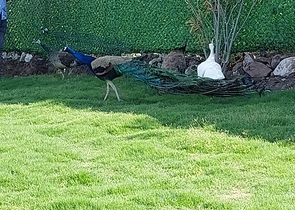 فيلات وبنتهاوس تطل على قلعة بودروم