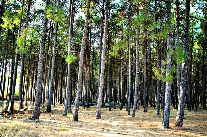 أرض تصلح لبناء فيلا أو منزل مستقل في انطاليا/دوشيميلتي