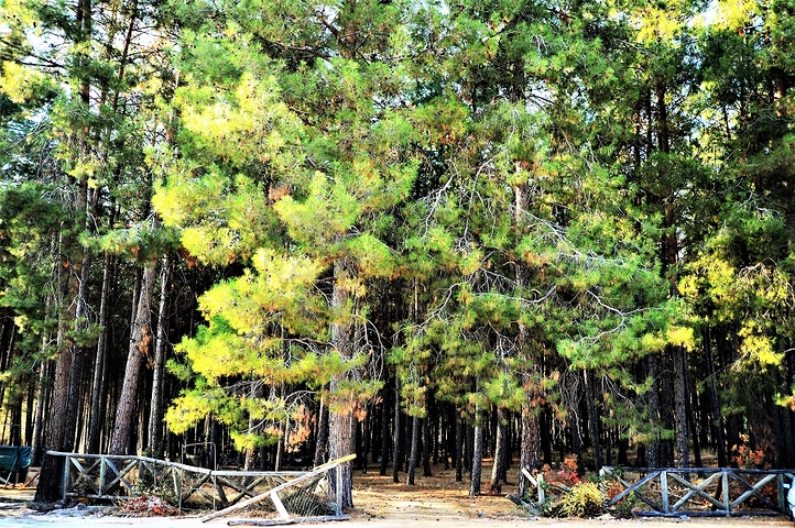 أرض تصلح لبناء فيلا أو منزل مستقل في انطاليا/دوشيميلتي