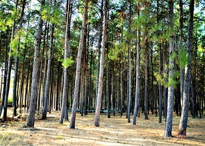 أرض تصلح لبناء فيلا أو منزل مستقل في انطاليا/دوشيميلتي