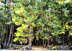 أرض تصلح لبناء فيلا أو منزل مستقل في انطاليا/دوشيميلتي