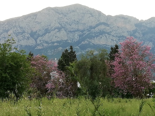 شقة 1 + 1 مع أثاث في Camyuva Kemer