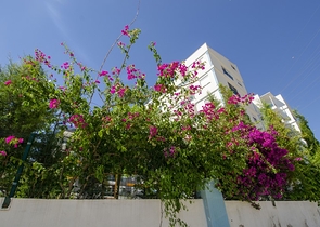 شقة 1 +1 في هورما كونيالتي