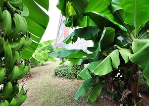 اطلالة بحر- فيلا مع مسبح خاص وساونا - أثاث فاخر -  كارجي جاك / الانيا 