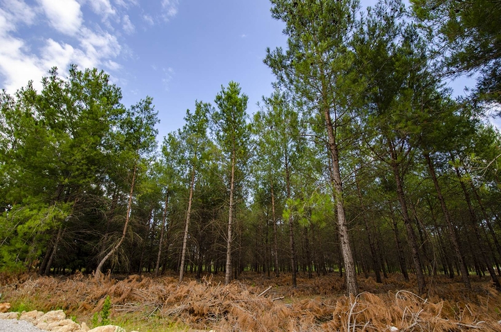 مشروع استثماري لفلل 5 + 1 في منطقة اونجالي كونيالتي