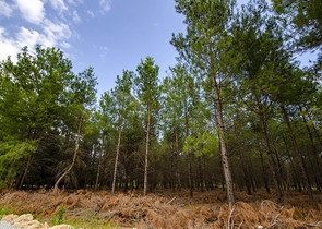 مشروع استثماري لفلل 5 + 1 في منطقة اونجالي كونيالتي