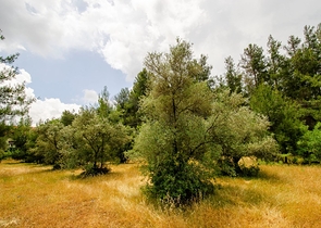 فيلا منفصلة 5 + 1 مع حمام سباحة في يشيلباهر أنطاليا