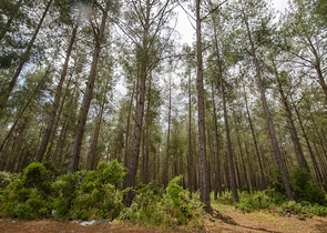 منزل خاص في غابة صنوبرية في دوشيمالتي أنطاليا