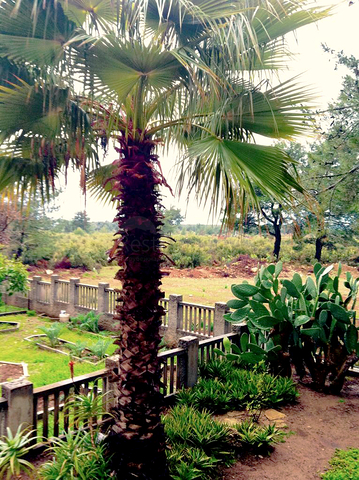 فيلا 6 + 1 في منطقة Nebiler Doshemealti