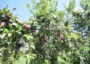 فيلا منفصلة 5 + 1 مع مسبح في Altynkol Dosemealti