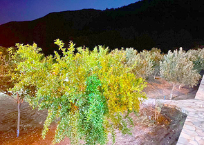 منزل 4 + 1 في Kumluja Kemer محاط ببساتين الحمضيات