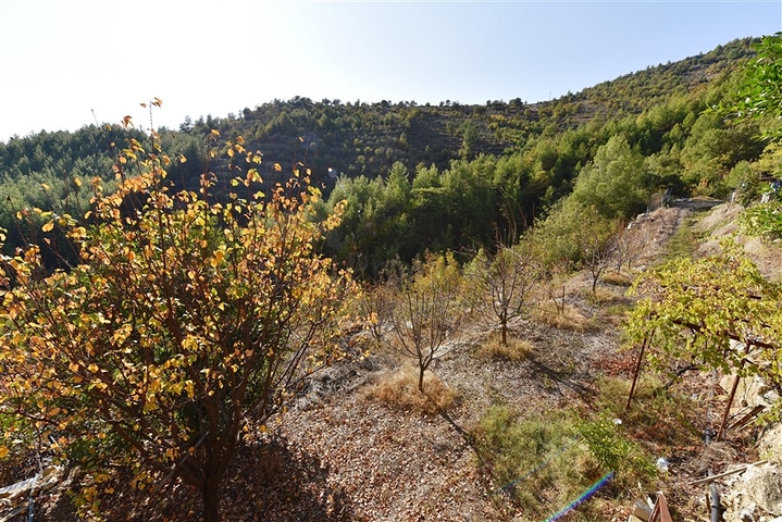 منزل خشبي مميز بين احضان الطبيعة - مع ارض زراعية مساحة 4 دونم ونصف -في ديمرتاش / الانيا 