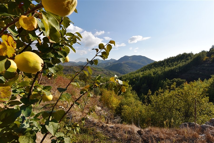 منزل خشبي مميز بين احضان الطبيعة - مع ارض زراعية مساحة 4 دونم ونصف -في ديمرتاش / الانيا 