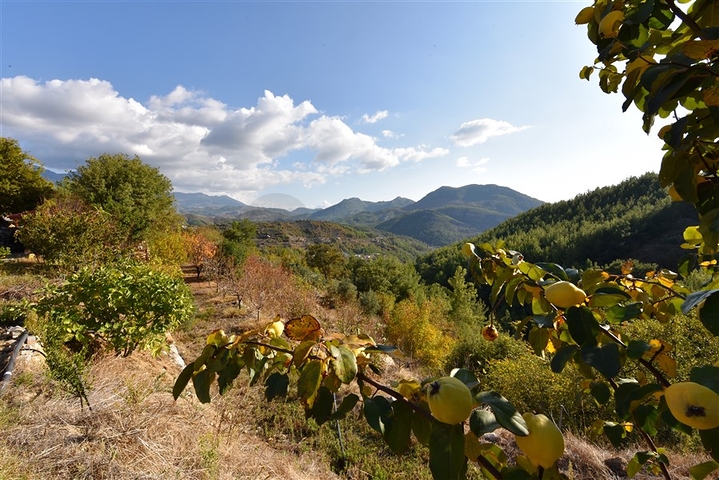 منزل خشبي مميز بين احضان الطبيعة - مع ارض زراعية مساحة 4 دونم ونصف -في ديمرتاش / الانيا 
