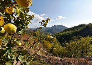 منزل خشبي مميز بين احضان الطبيعة - مع ارض زراعية مساحة 4 دونم ونصف -في ديمرتاش / الانيا 