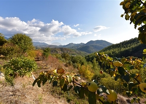 منزل خشبي مميز بين احضان الطبيعة - مع ارض زراعية مساحة 4 دونم ونصف -في ديمرتاش / الانيا 